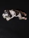 Chien orgonite 1.webp